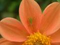 Grasshopper on dahlia